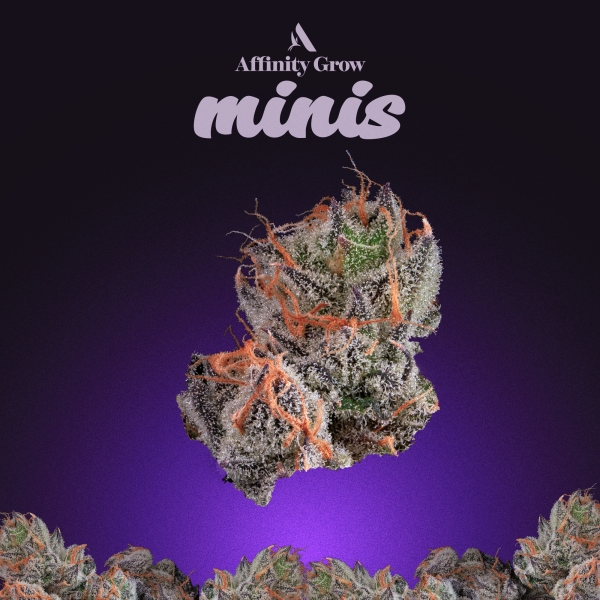 M.O.B Flower Minis(3.5g)