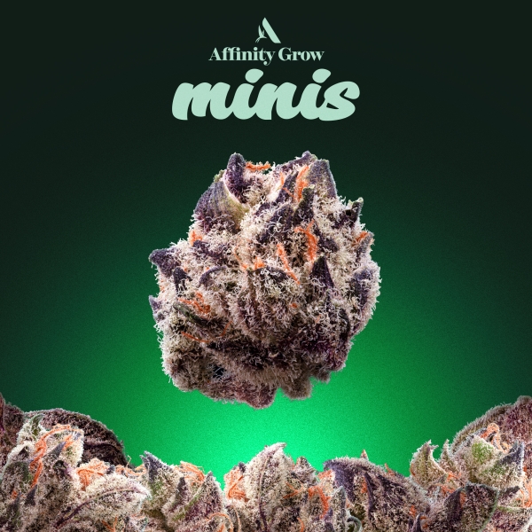 Chimera #2 Flower Minis (3.5g)